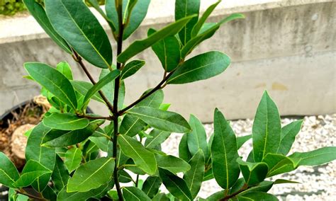 月桂樹種植|【庭木】【観葉植物】 月桂樹（ローレル） の育て方。